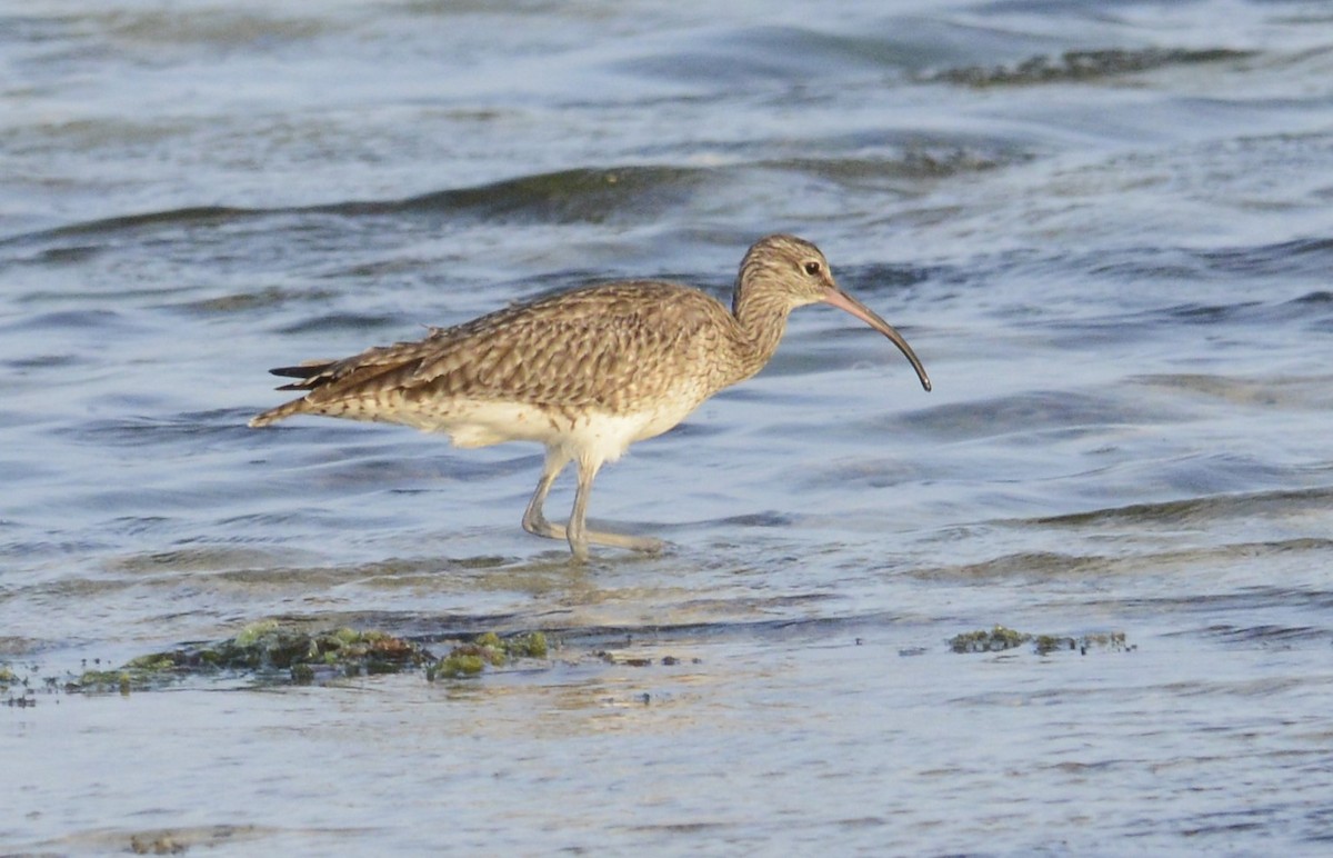 Whimbrel - Bertina K