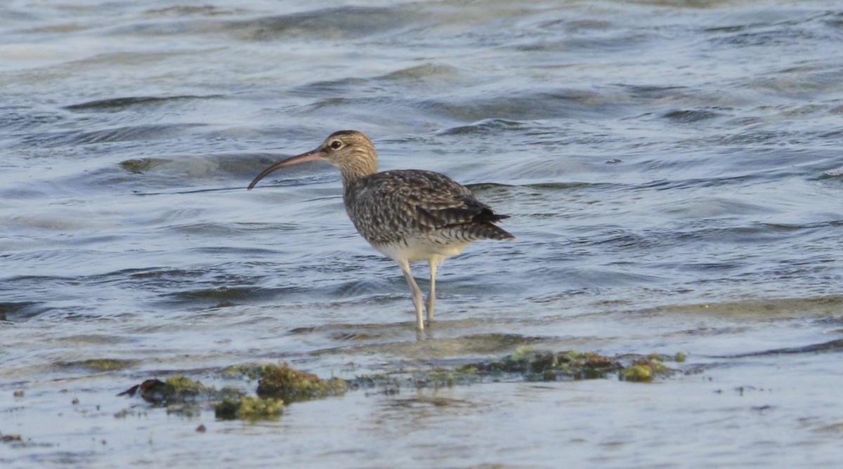 Whimbrel - ML613547281