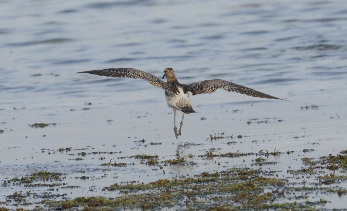 Whimbrel - Bertina K