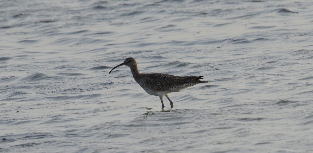 Whimbrel - ML613547285