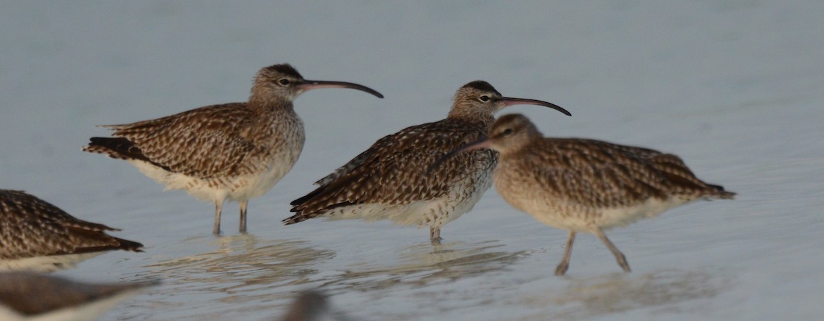 Whimbrel - ML613547286