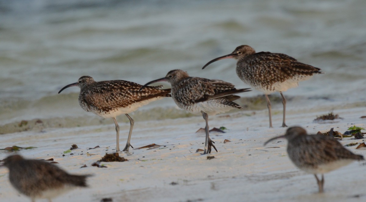 Whimbrel - ML613547287