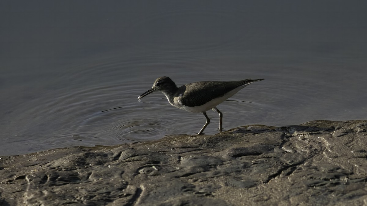 Common Sandpiper - ML613547328