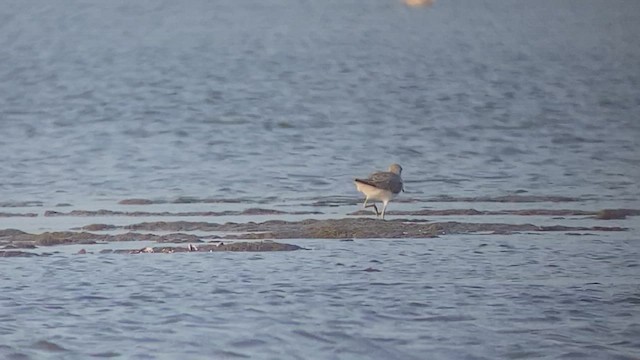 Nordmann's Greenshank - ML613547348