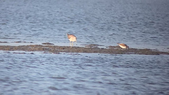 Nordmann's Greenshank - ML613547349