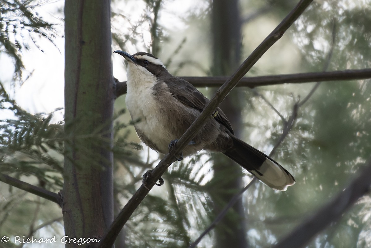 White-browed Babbler - ML61354741