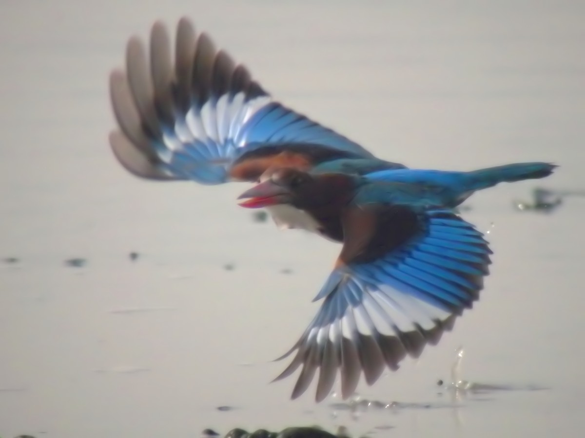 White-throated Kingfisher - ML613547434