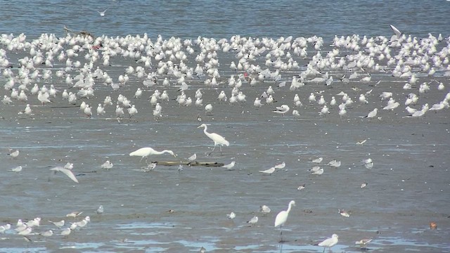 Black-headed Gull - ML613547452