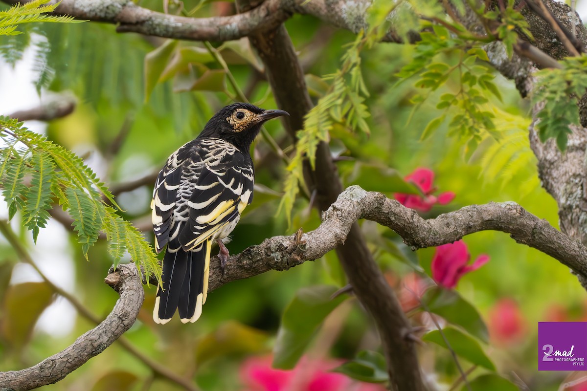 Regent Honeyeater - Ákos  Lumnitzer