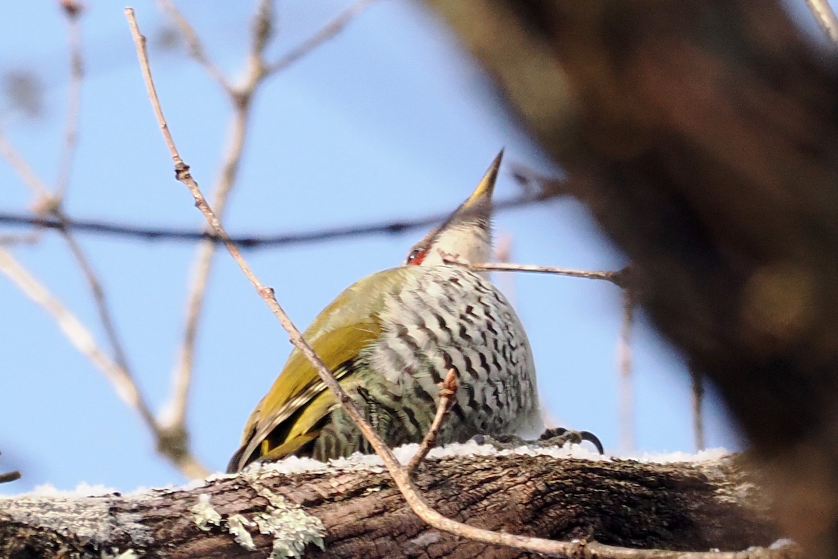 Japanese Woodpecker - ML613547489