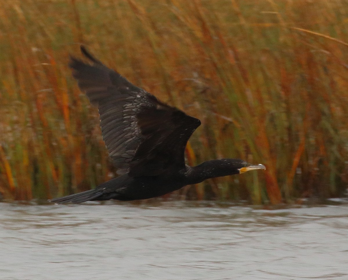 Neotropic Cormorant - ML613547513