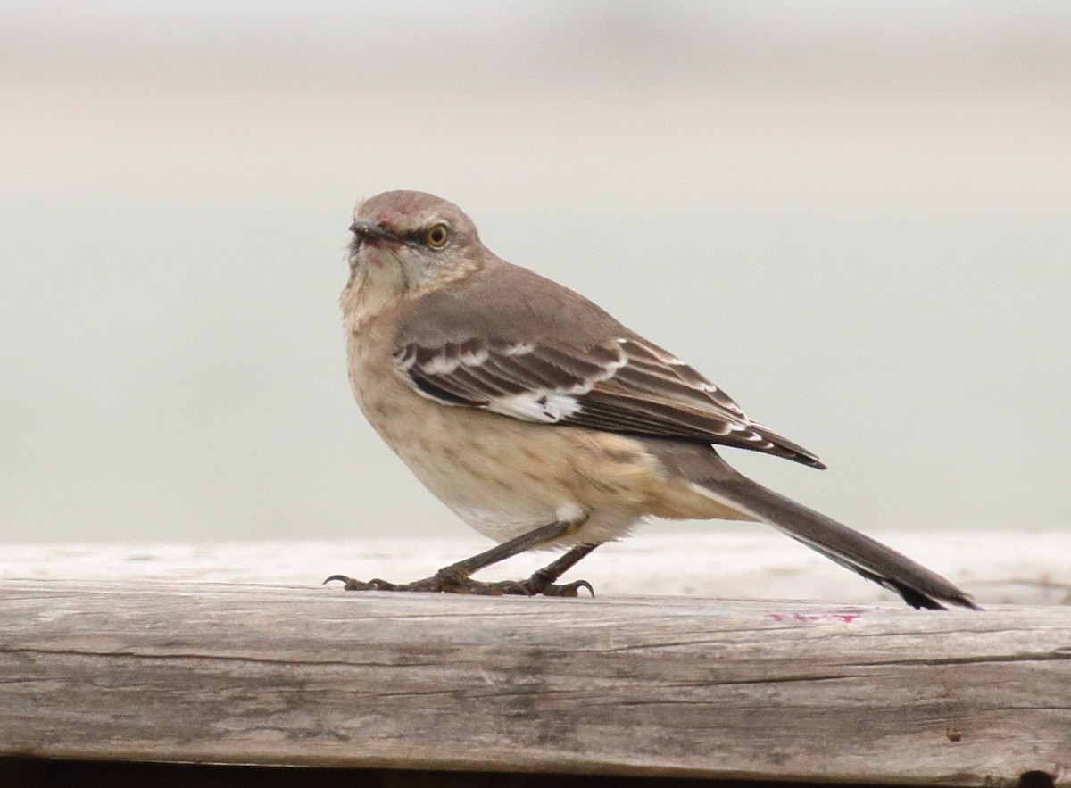 Northern Mockingbird - ML613547548