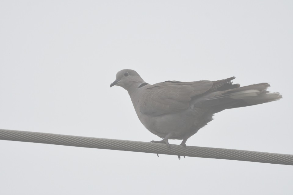 Eurasian Collared-Dove - ML613547567
