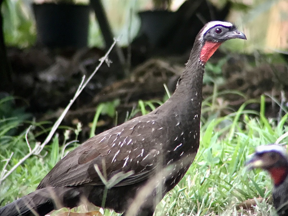 White-browed Guan - Bruno Rennó