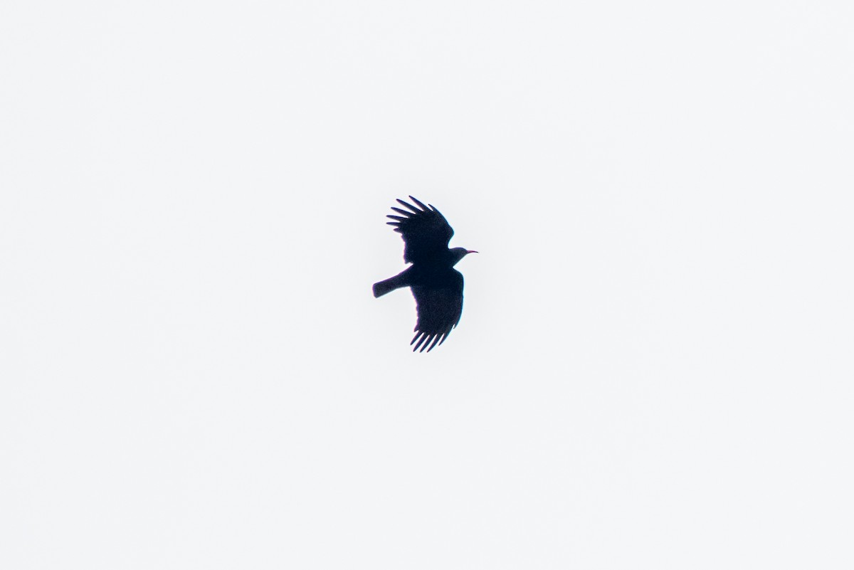 Red-billed Chough - Masoud Javadi