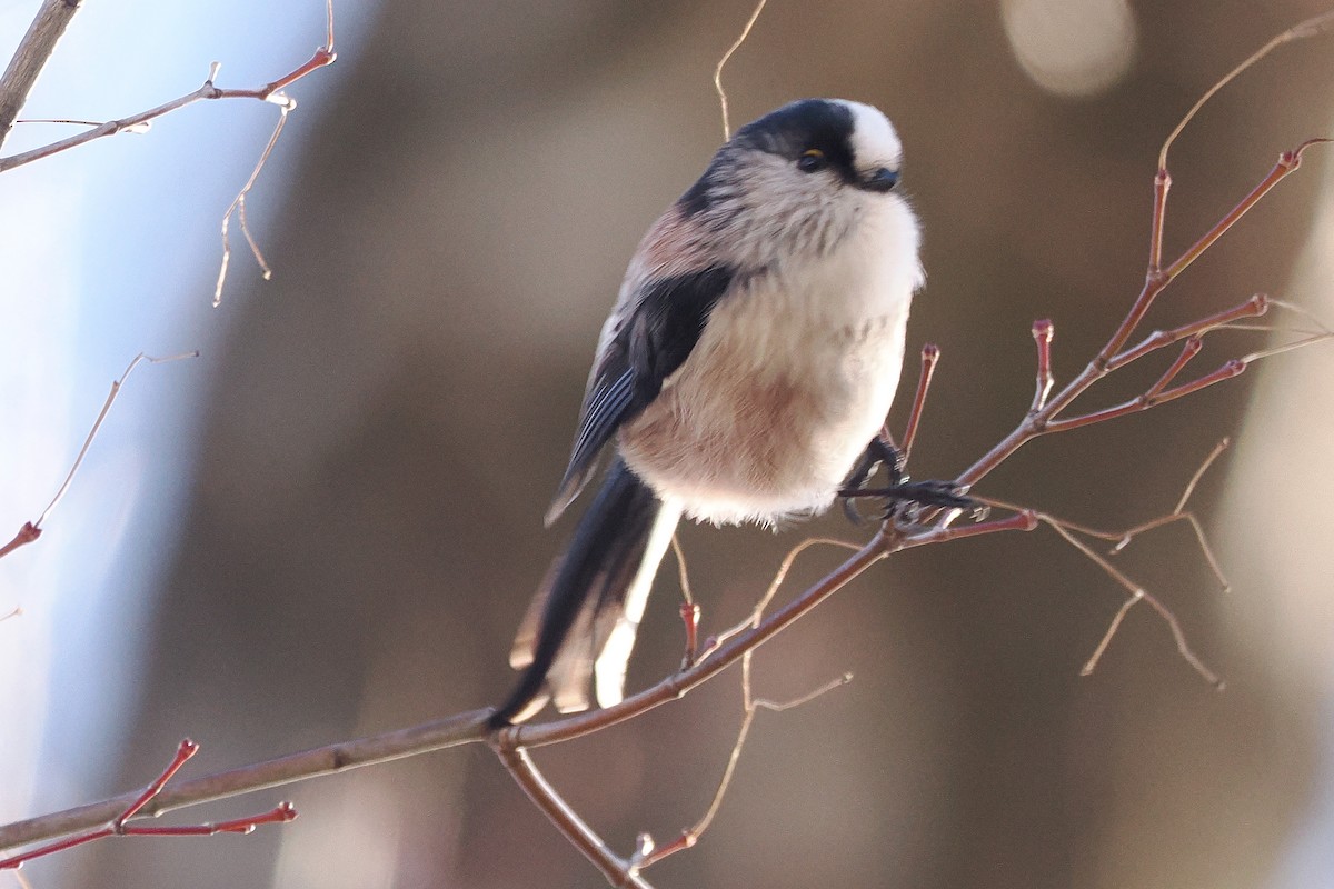 Long-tailed Tit - ML613547689