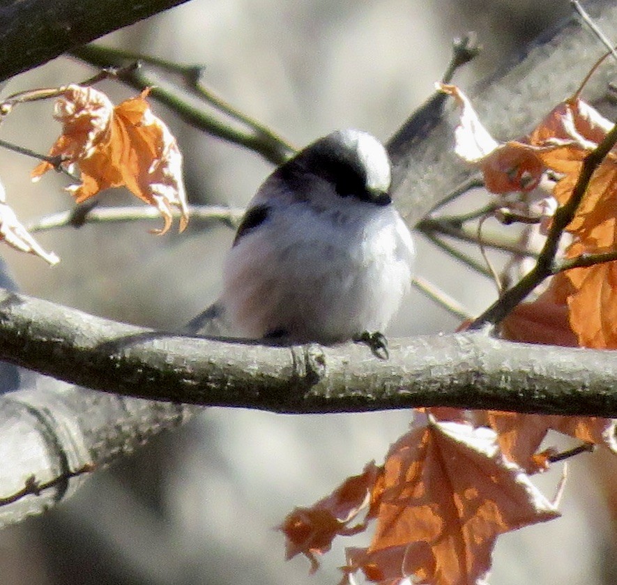 Long-tailed Tit - ML613547694