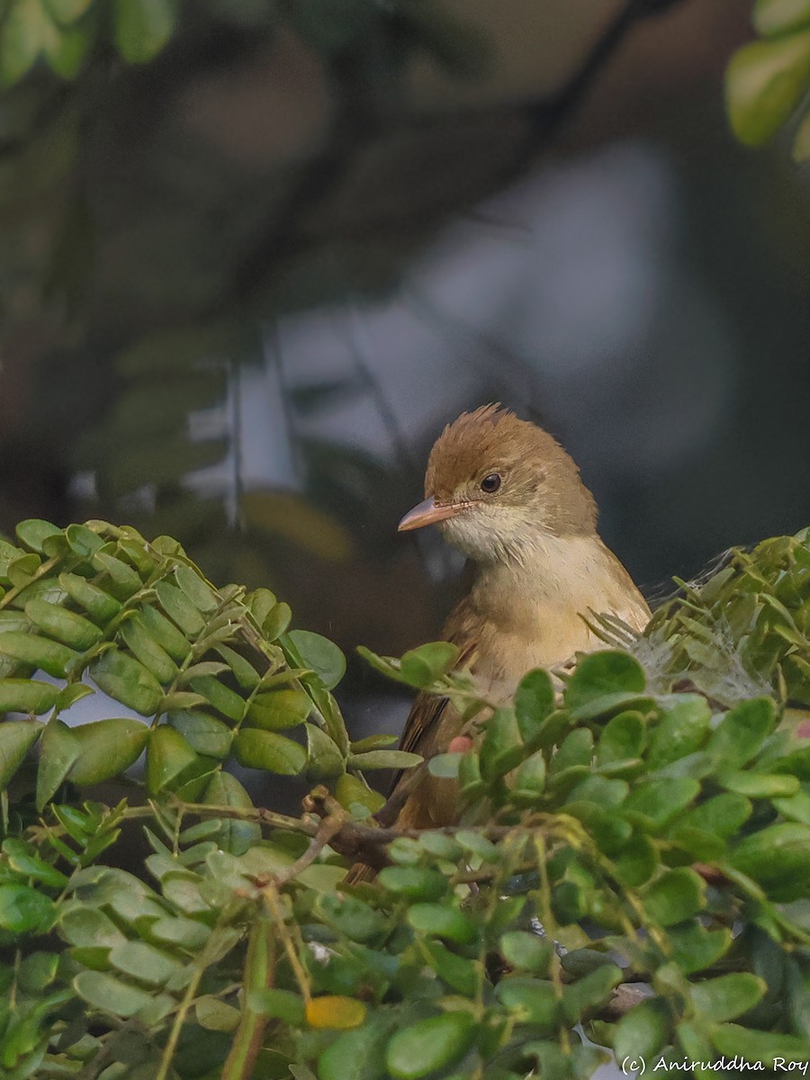 Thick-billed Warbler - ML613547717