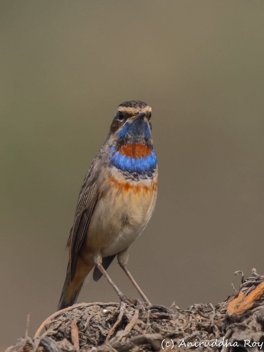 Bluethroat - Aniruddha  Roy