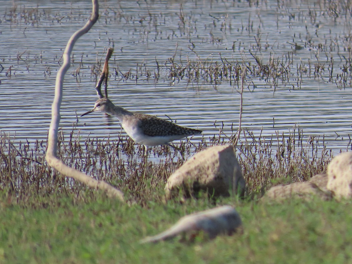 Wood Sandpiper - Shilpa Gadgil