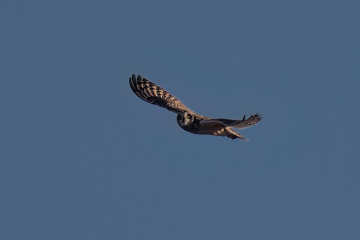 Short-eared Owl - ML613547728