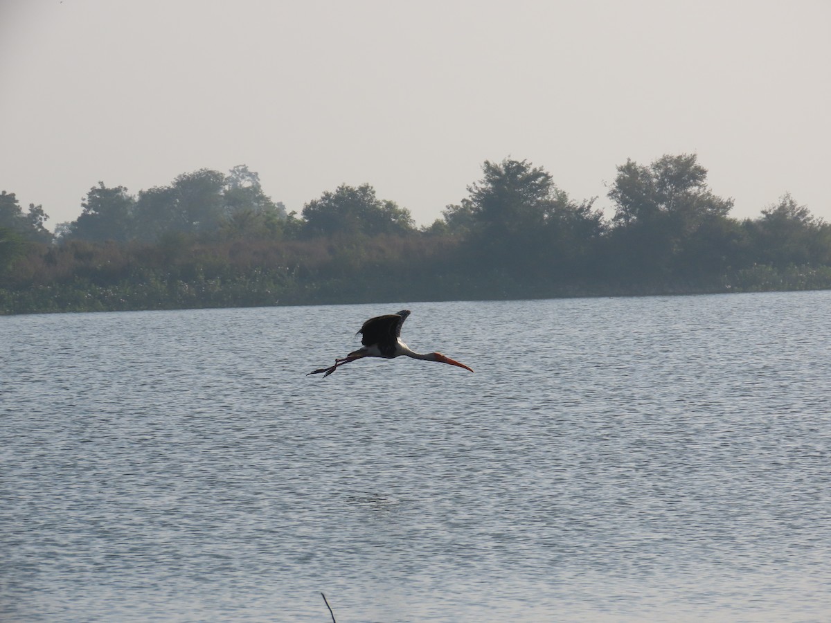 Painted Stork - Shilpa Gadgil