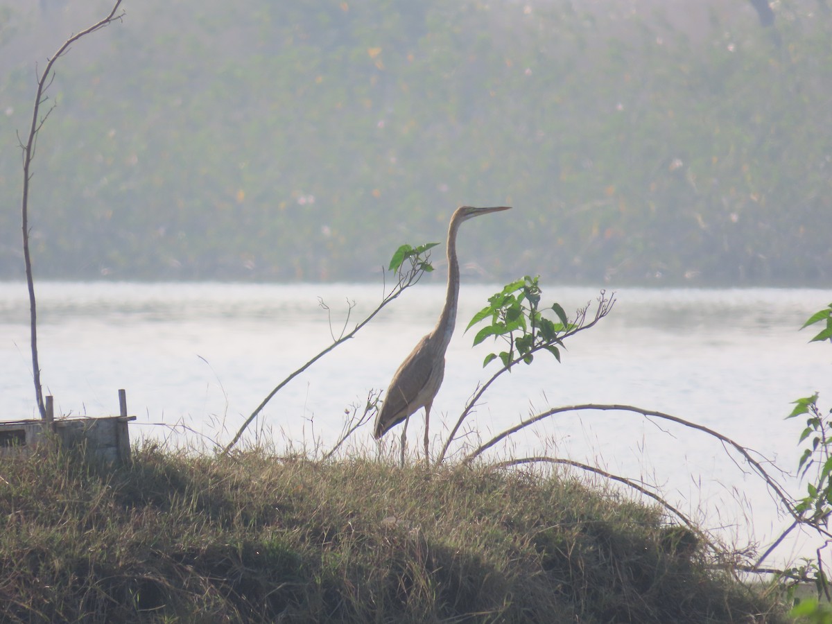 Great Egret - Shilpa Gadgil