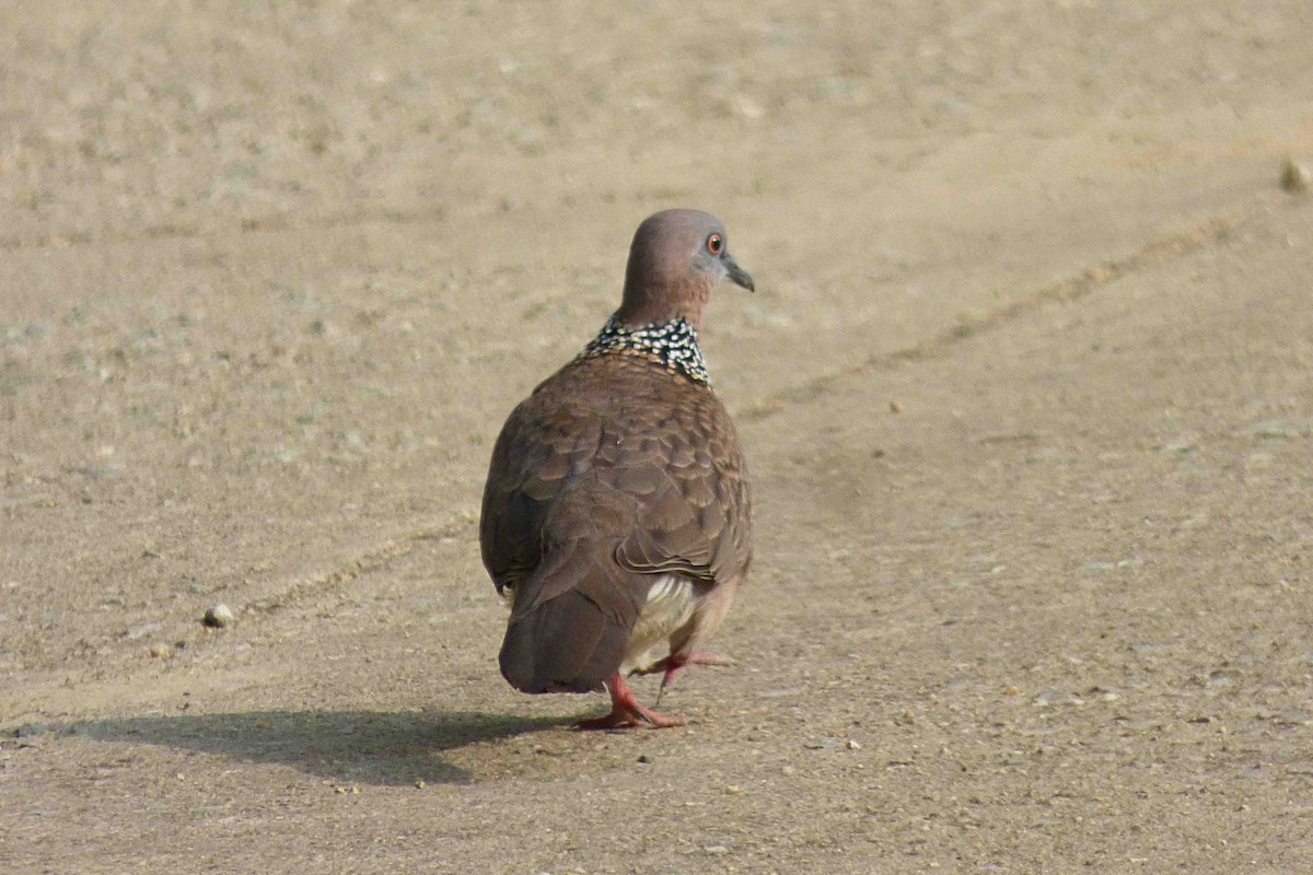 Spotted Dove - ML613547757