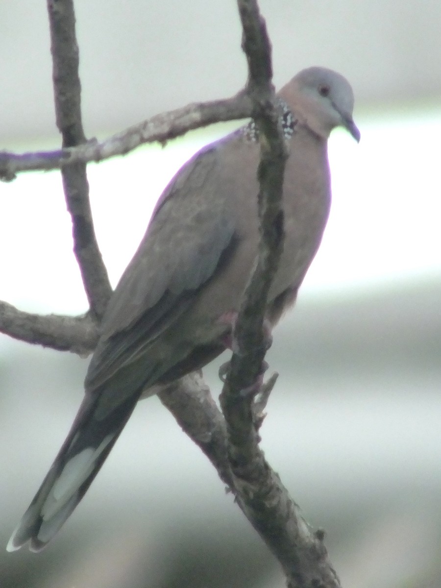 Spotted Dove - ML613547769