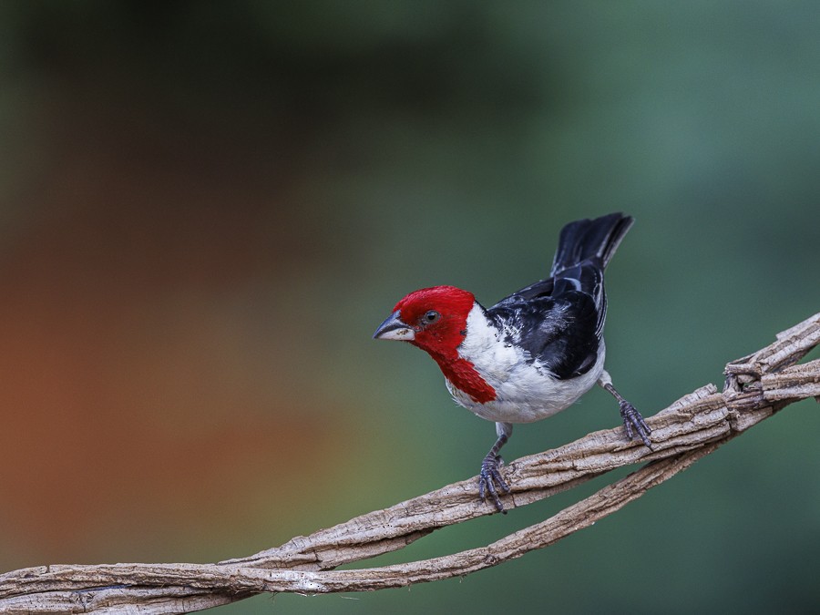 Red-cowled Cardinal - ML613547795