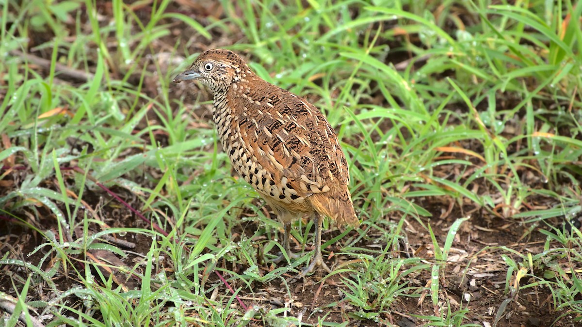 Barred Buttonquail - ML613547811