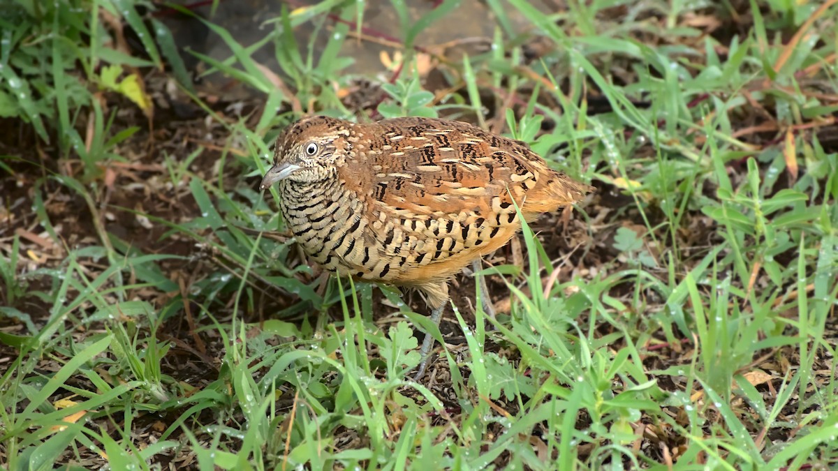 Barred Buttonquail - ML613547812