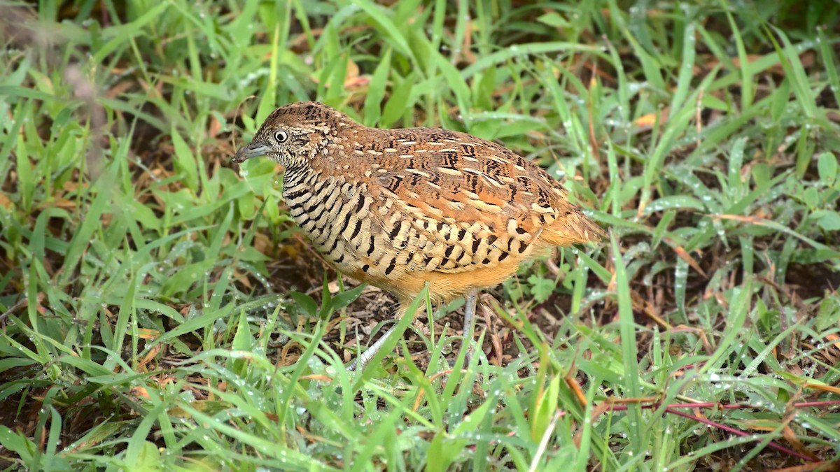 Barred Buttonquail - ML613547814