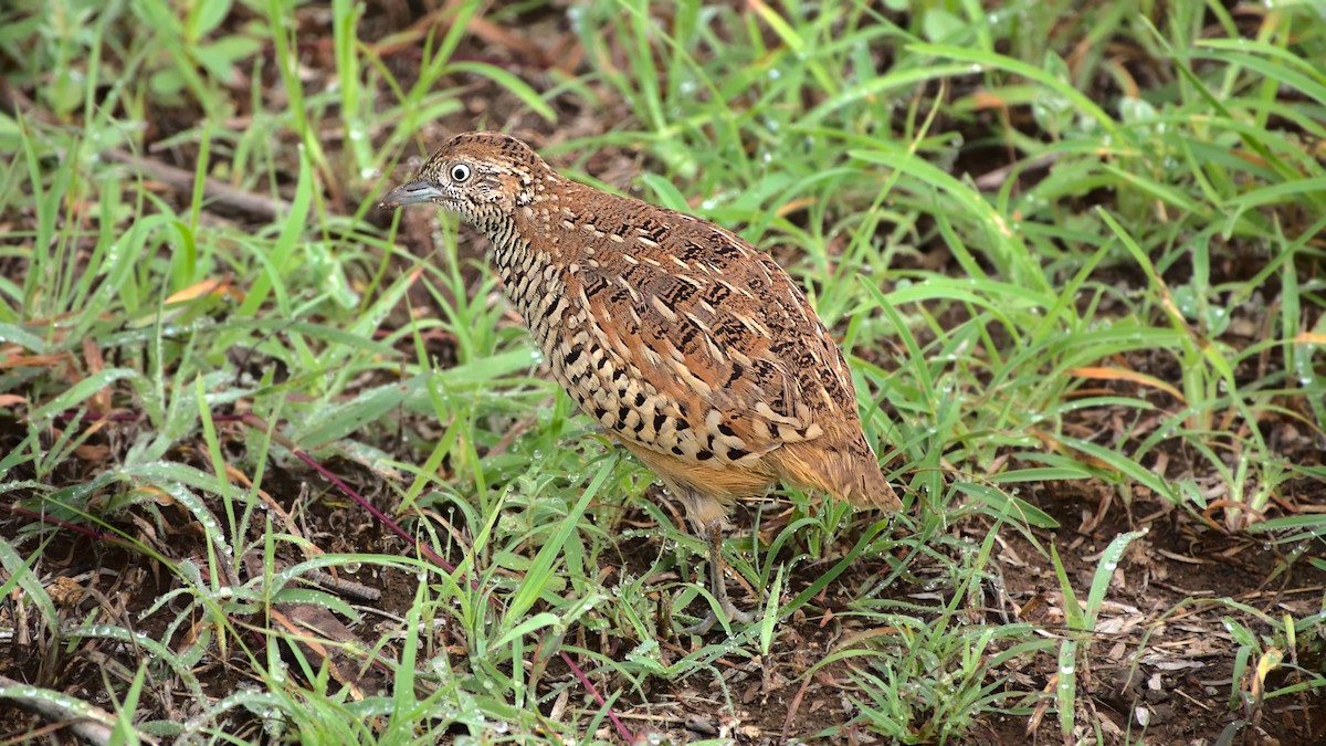 Barred Buttonquail - ML613547815