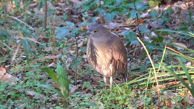 Japanese Night Heron - ML613547839