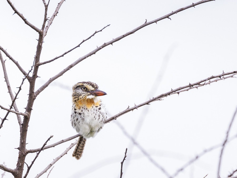 Spot-backed Puffbird (Spot-backed) - ML613547896