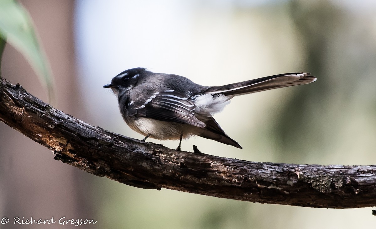 Gray Fantail (alisteri) - ML61354791