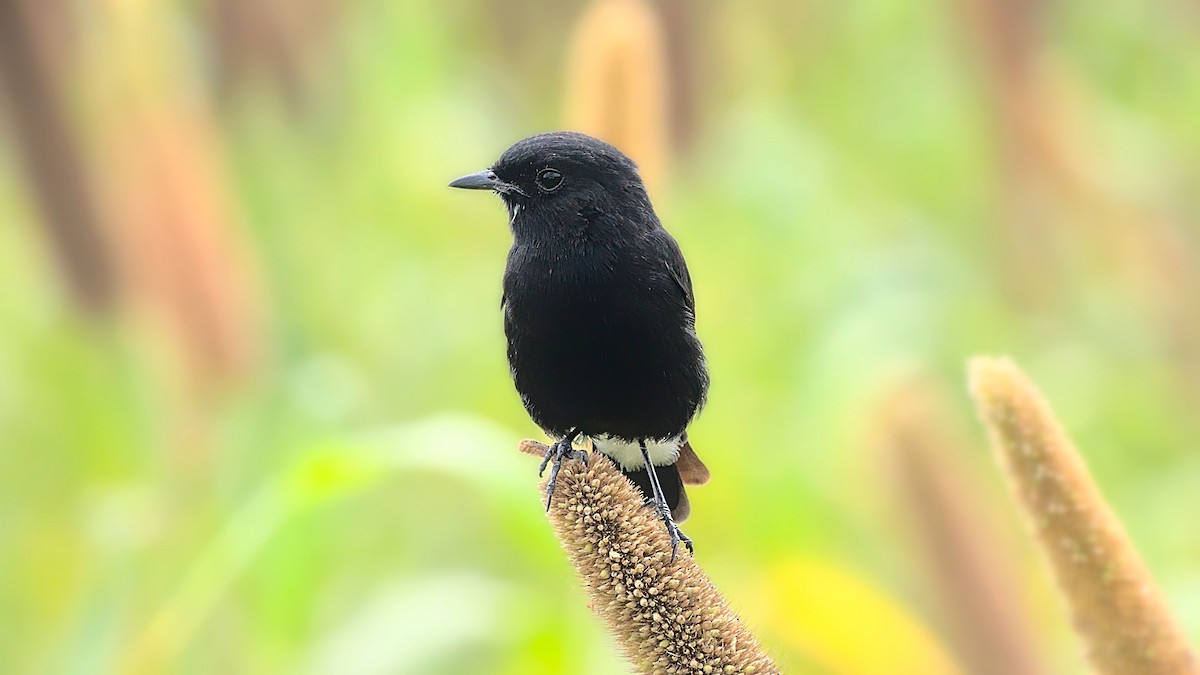 Pied Bushchat - Aseem Borkar