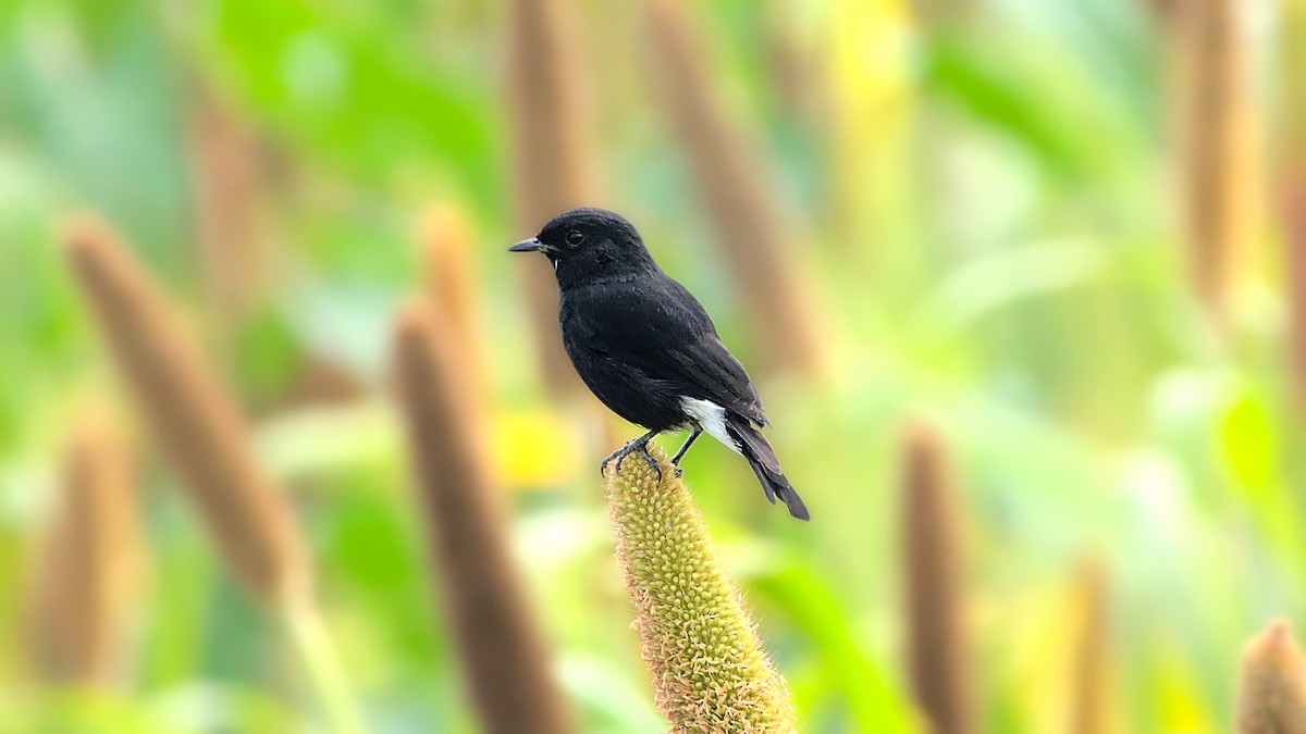 Pied Bushchat - ML613547918