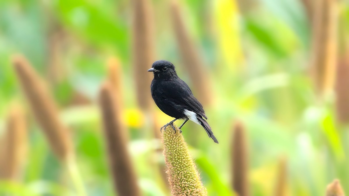 Pied Bushchat - ML613547919