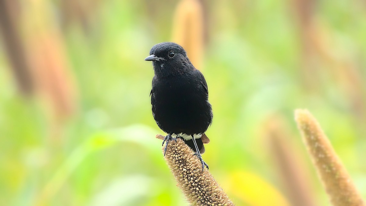 Pied Bushchat - ML613547921