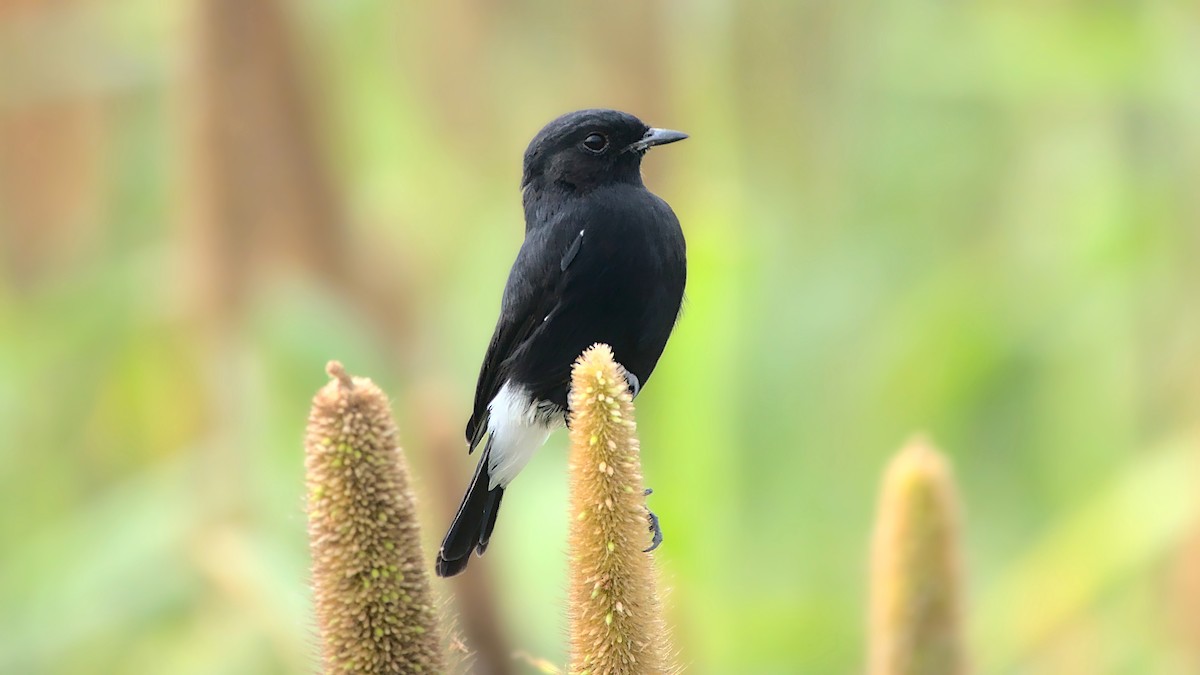 Pied Bushchat - Aseem Borkar