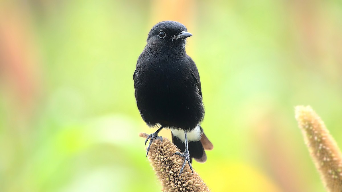 Pied Bushchat - ML613547928