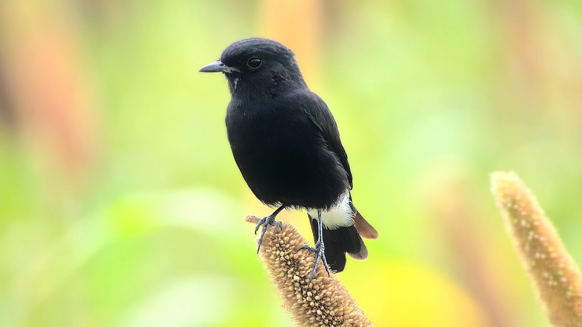 Pied Bushchat - Aseem Borkar