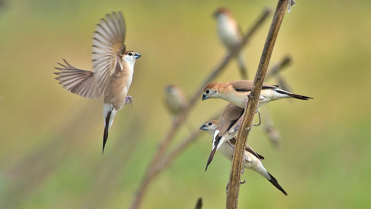 Indian Silverbill - ML613547931