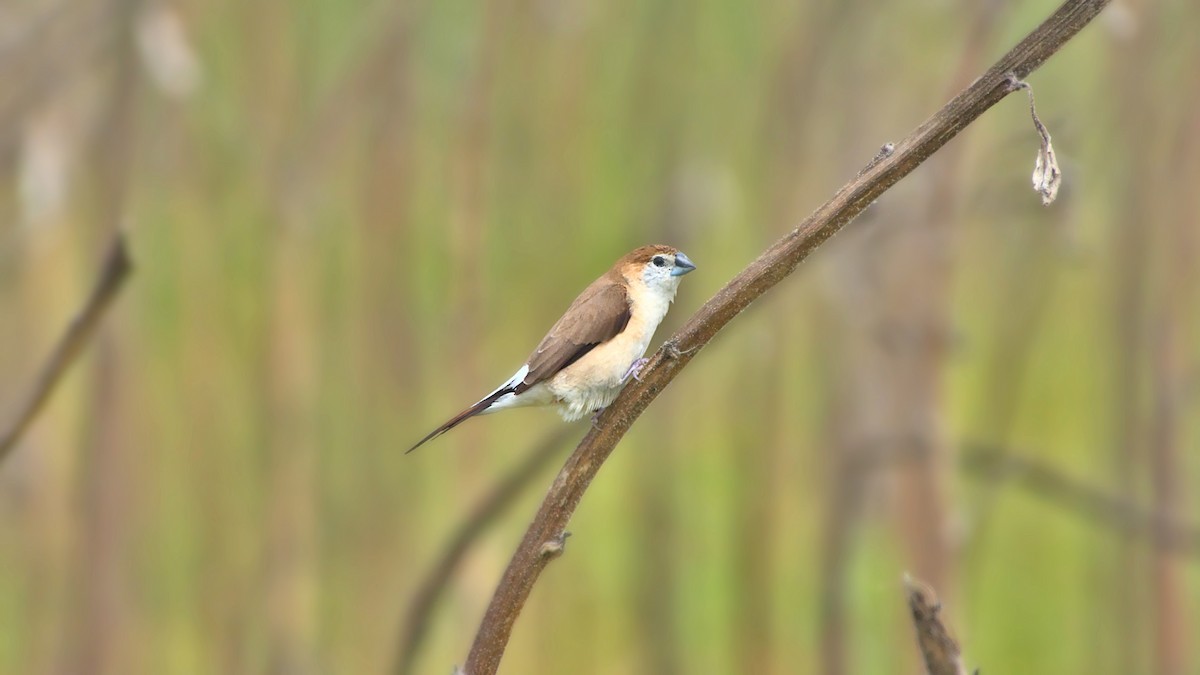 Indian Silverbill - Aseem Borkar