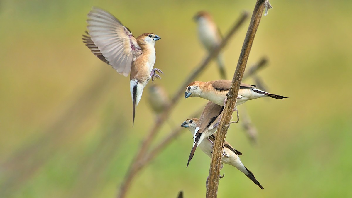 Indian Silverbill - ML613547934