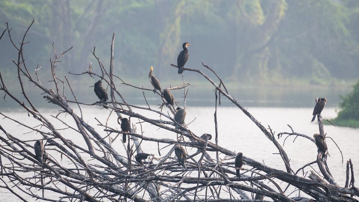 Great Cormorant - ML613547935