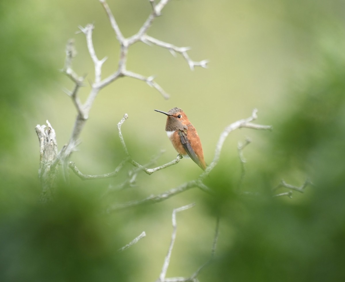 Rufous Hummingbird - ML613548155