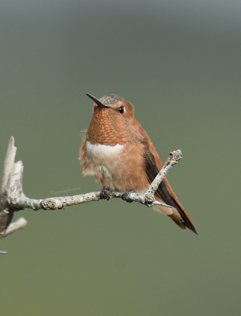 Rufous Hummingbird - ML613548156